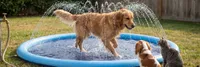 img of Peteast Splash Pad Review: The Small-Yard Dog Sprinkler 7,000+ Buyers Love
